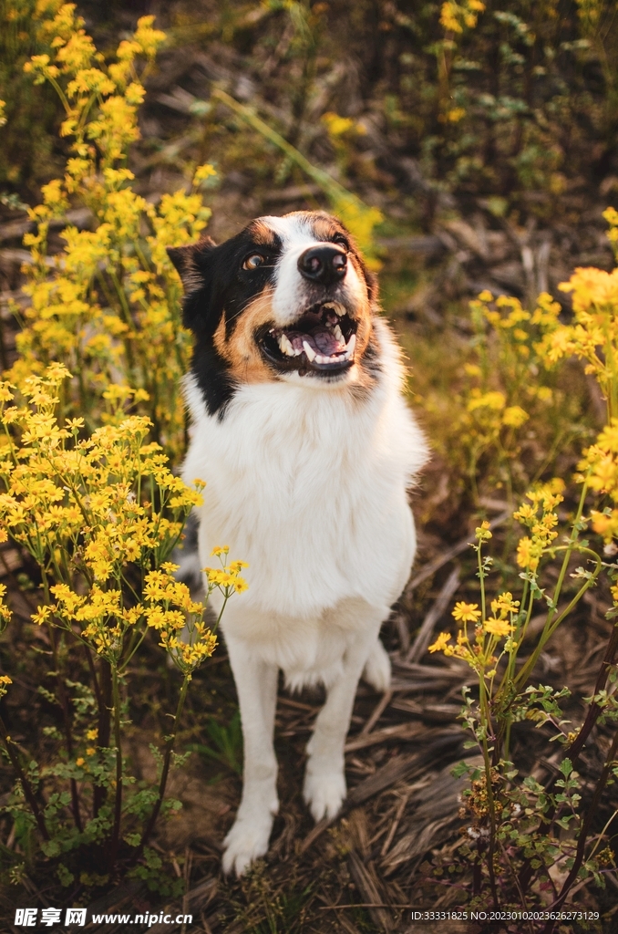 边境牧羊犬
