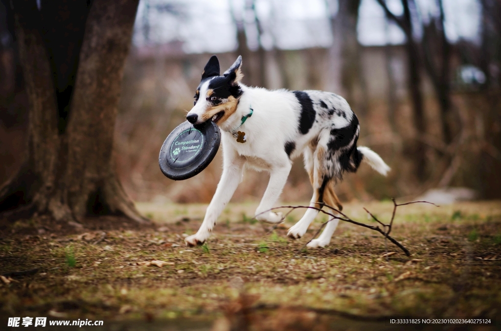 边境牧羊犬