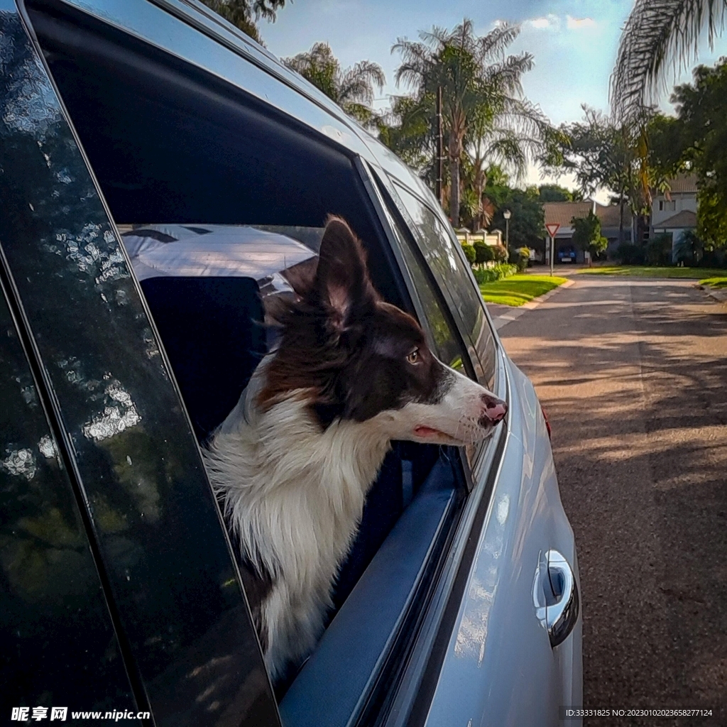 边境牧羊犬