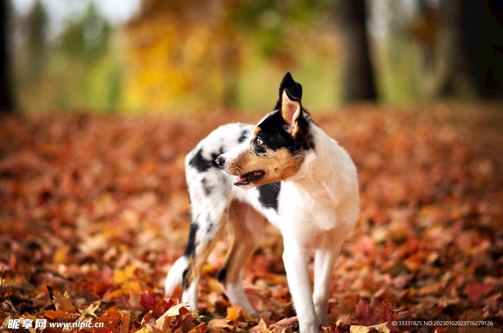 边境牧羊犬