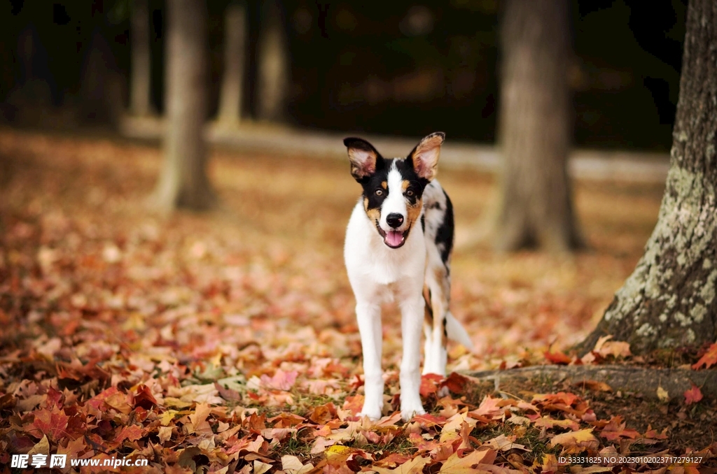 边境牧羊犬