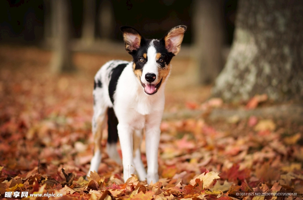 边境牧羊犬