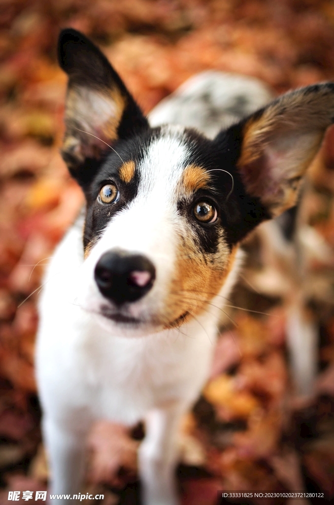 边境牧羊犬