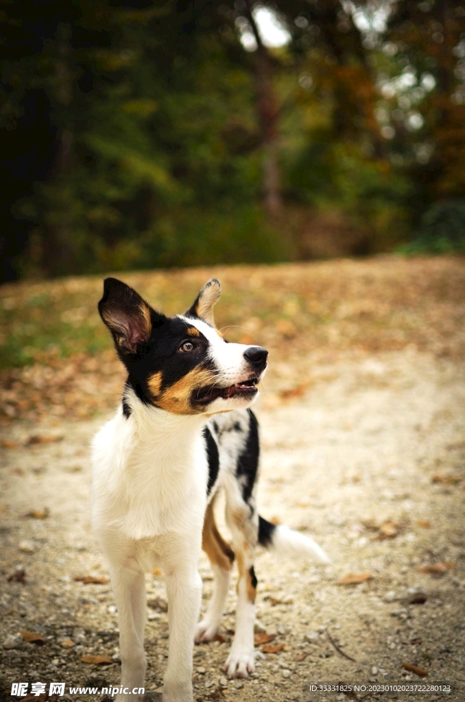 边境牧羊犬