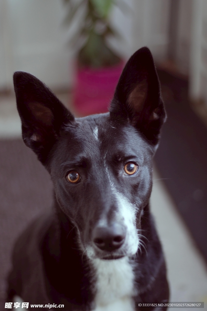 边境牧羊犬