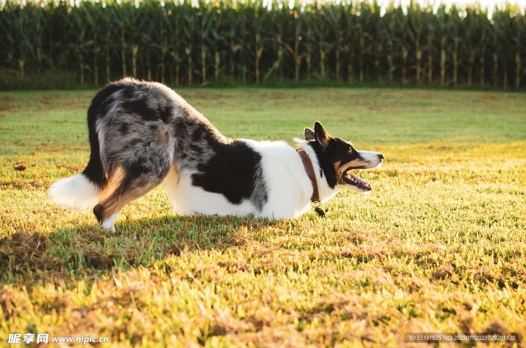 边境牧羊犬