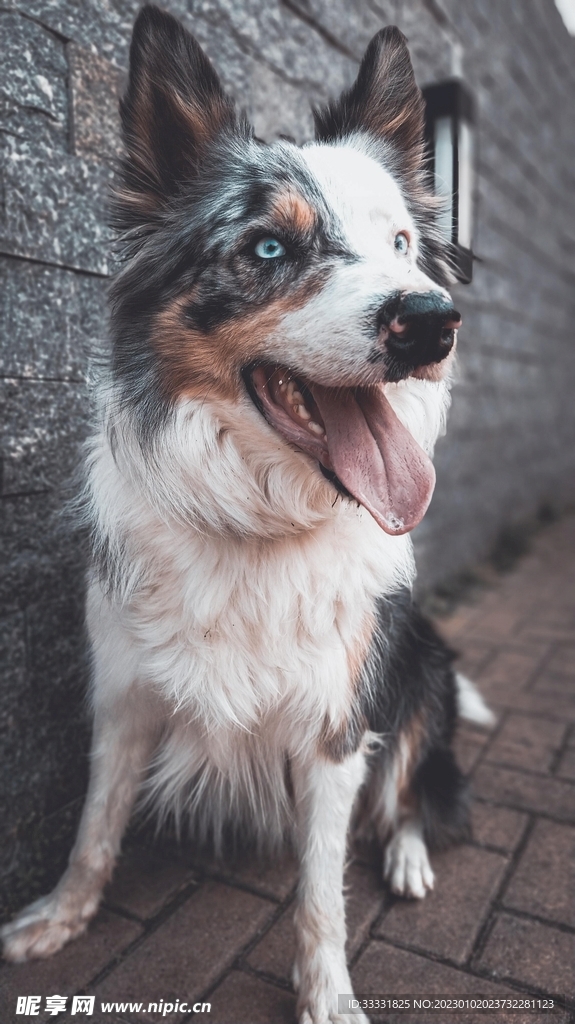 边境牧羊犬