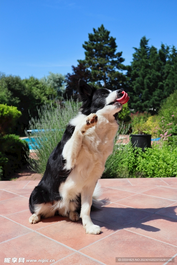 边境牧羊犬