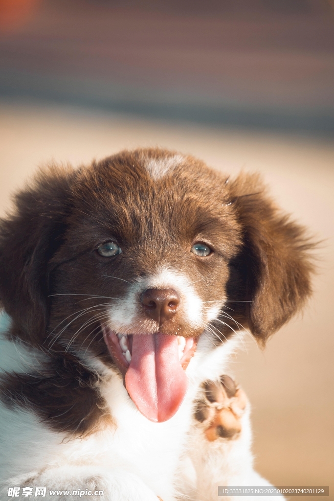 边境牧羊犬