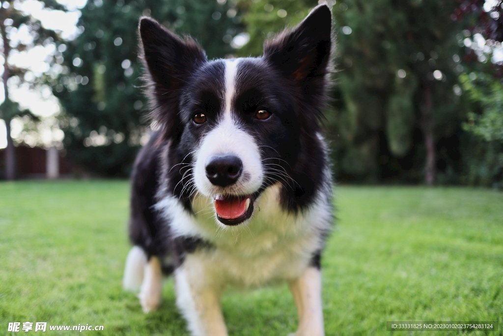 边境牧羊犬
