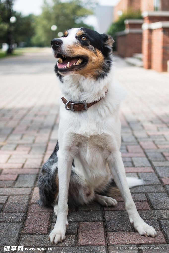 边境牧羊犬