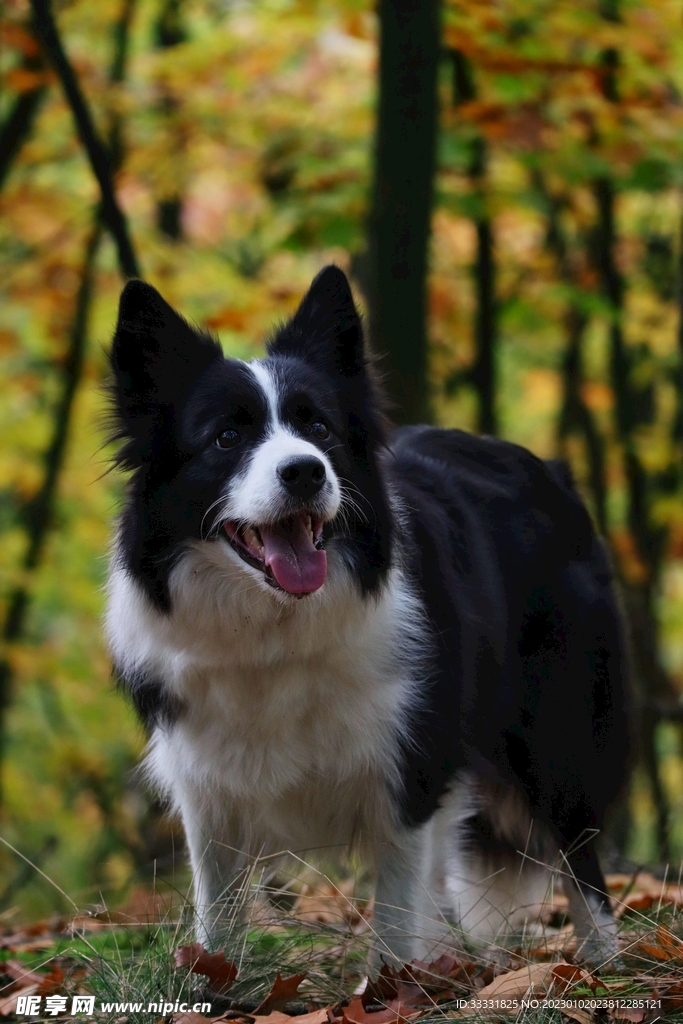 边境牧羊犬