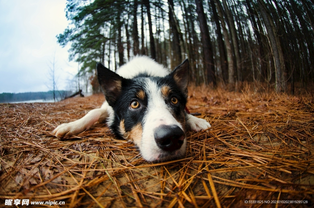 边境牧羊犬