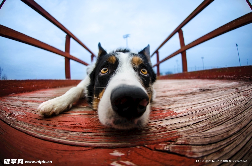 边境牧羊犬
