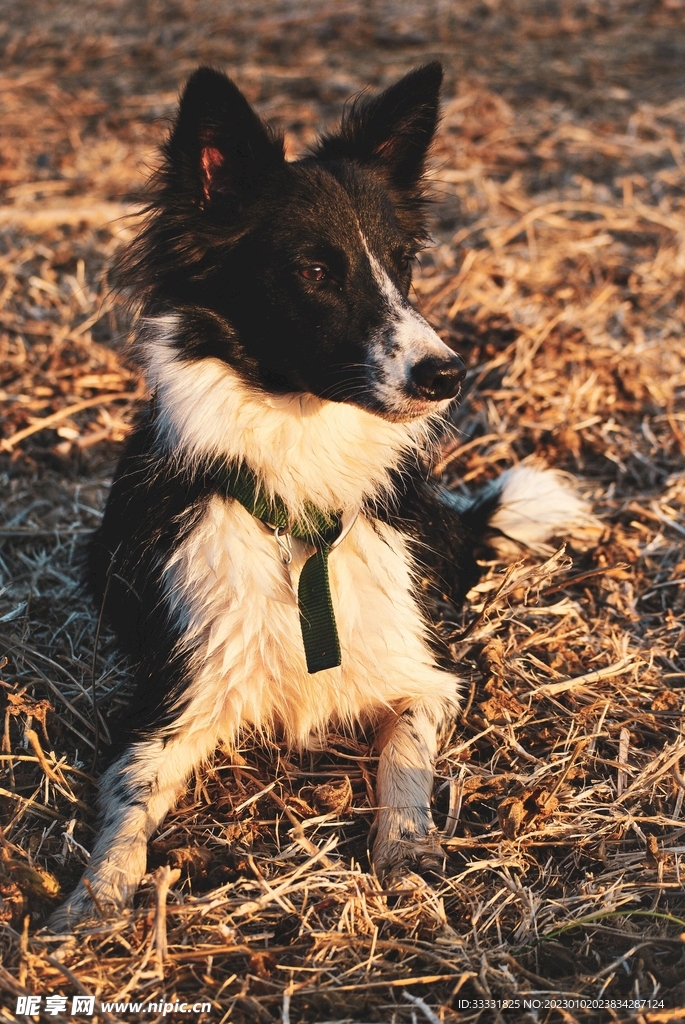 边境牧羊犬
