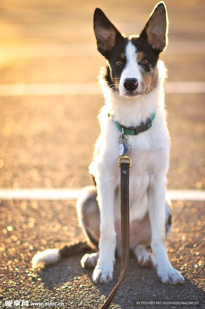 边境牧羊犬