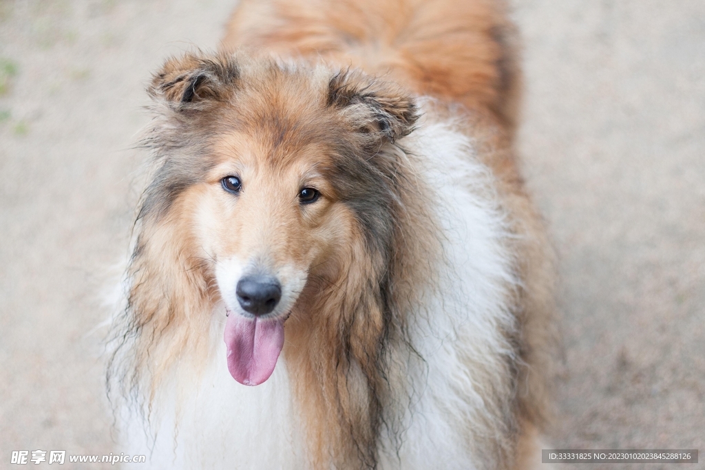 边境牧羊犬