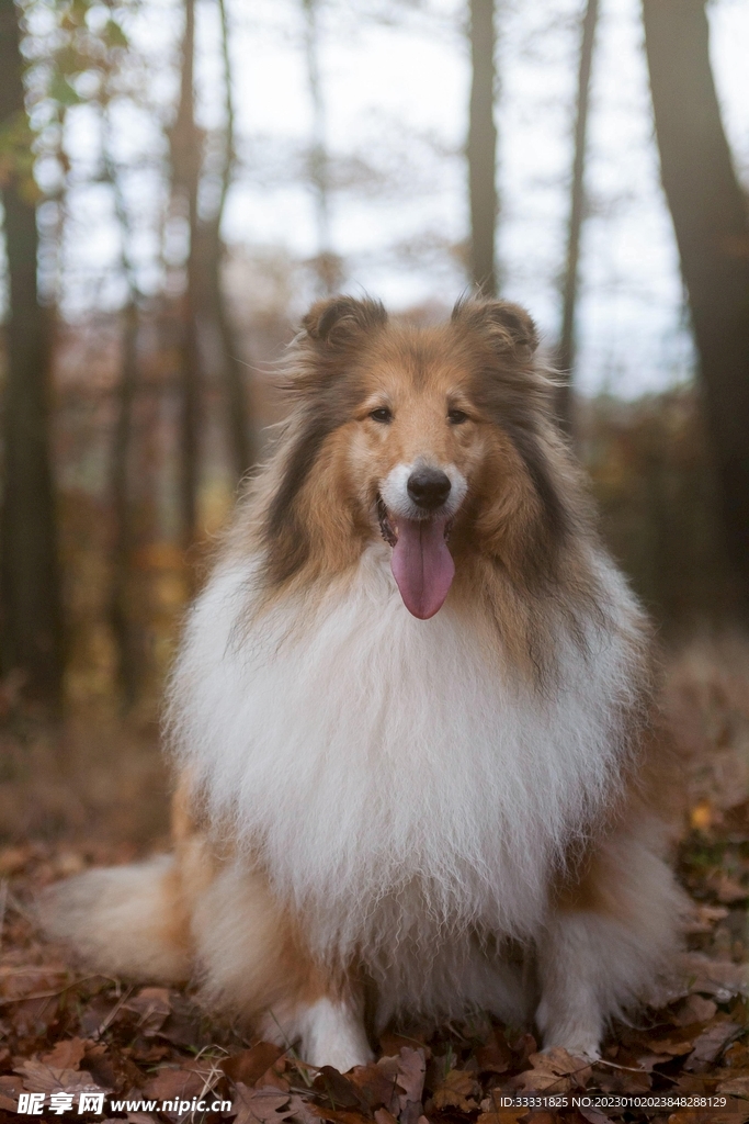 边境牧羊犬