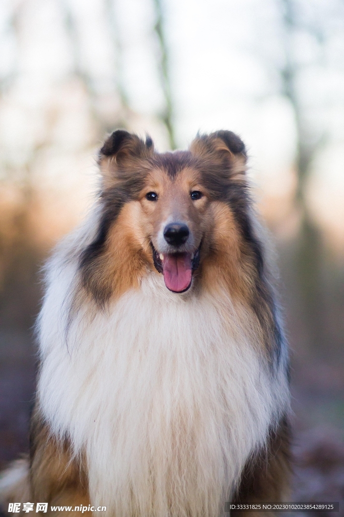 边境牧羊犬