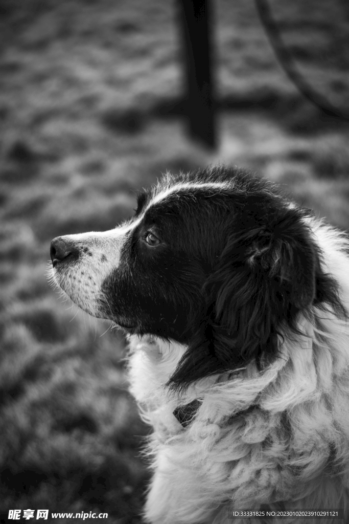 边境牧羊犬