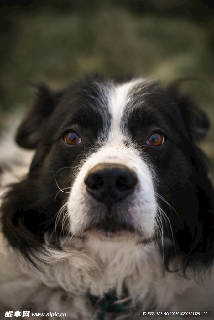 边境牧羊犬