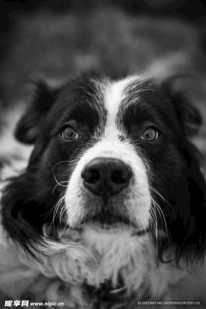 边境牧羊犬
