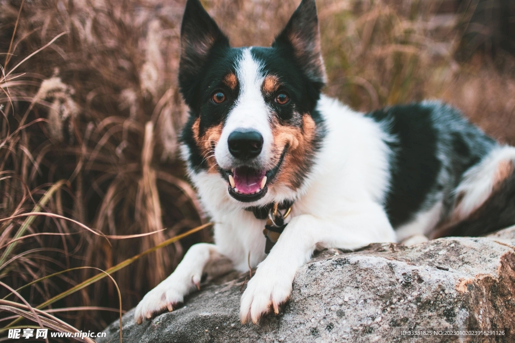 边境牧羊犬