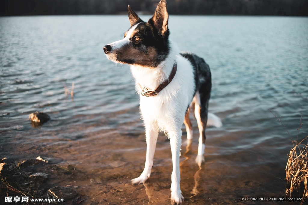 边境牧羊犬