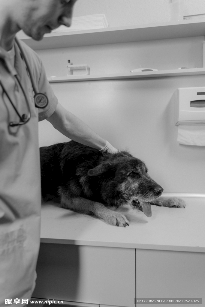 边境牧羊犬