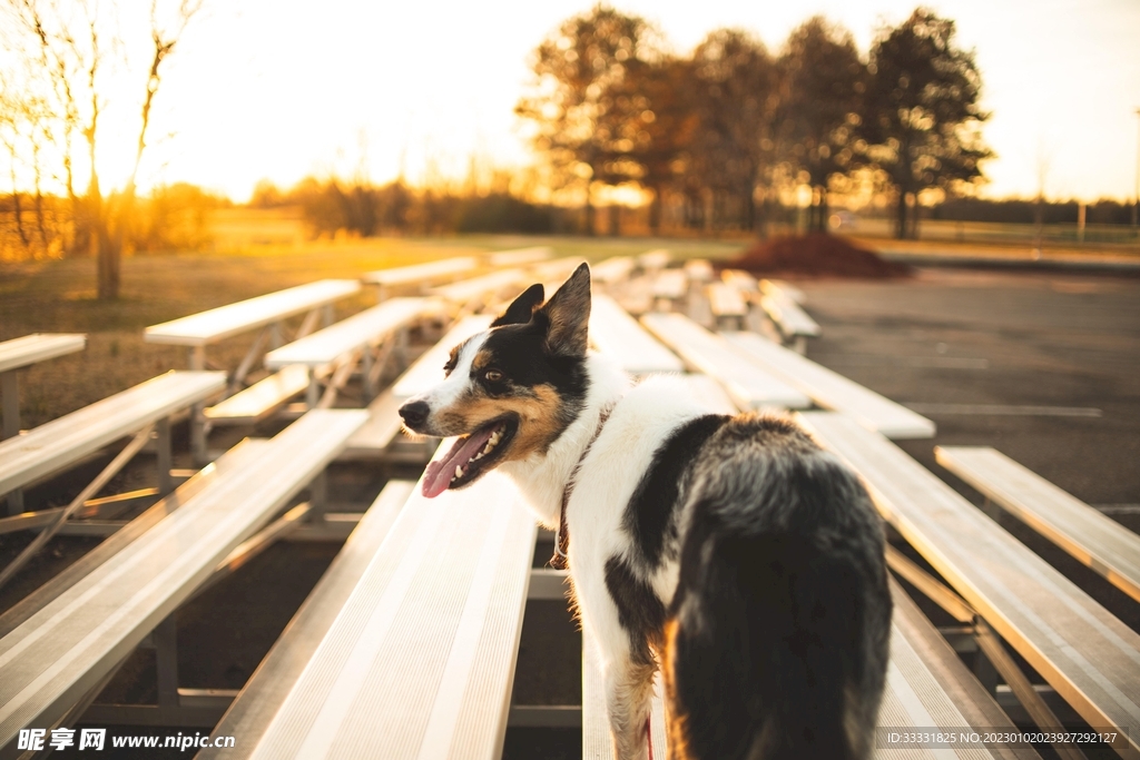 边境牧羊犬