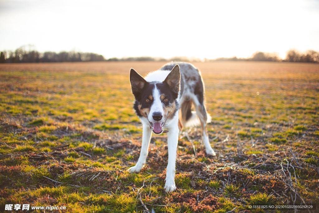 边境牧羊犬