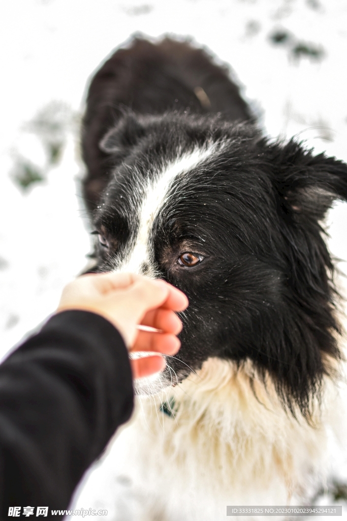 边境牧羊犬