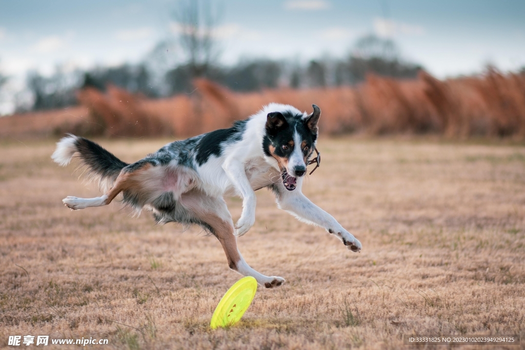 边境牧羊犬