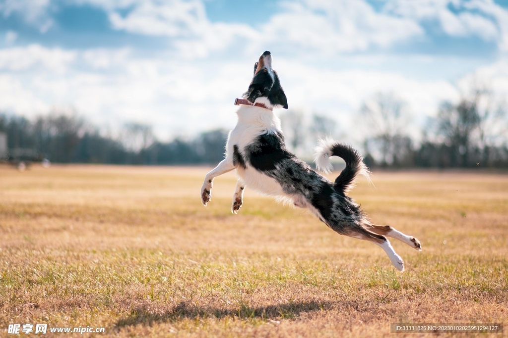 边境牧羊犬