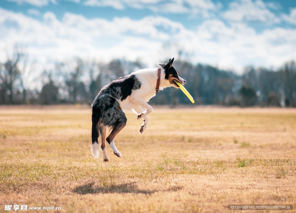 边境牧羊犬