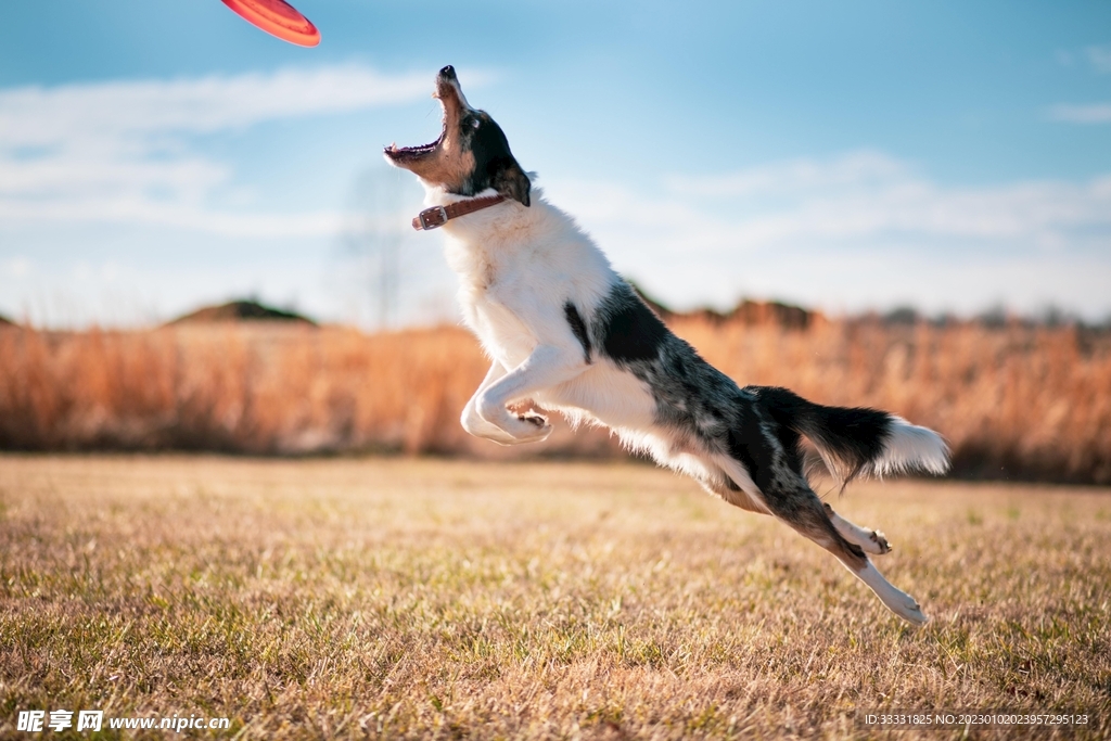 边境牧羊犬