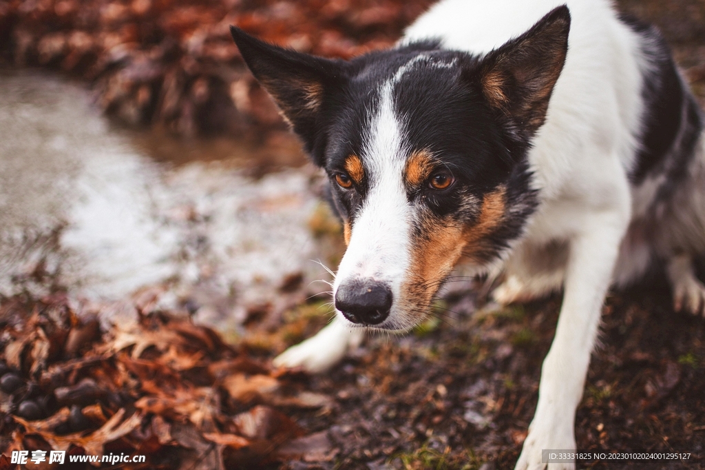 边境牧羊犬