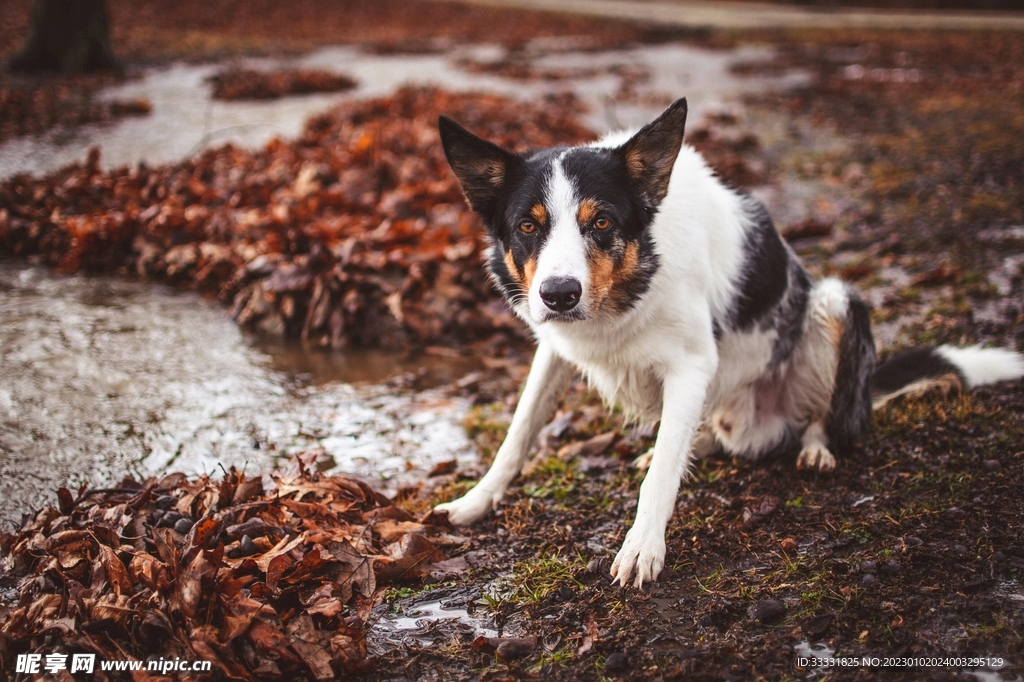 边境牧羊犬