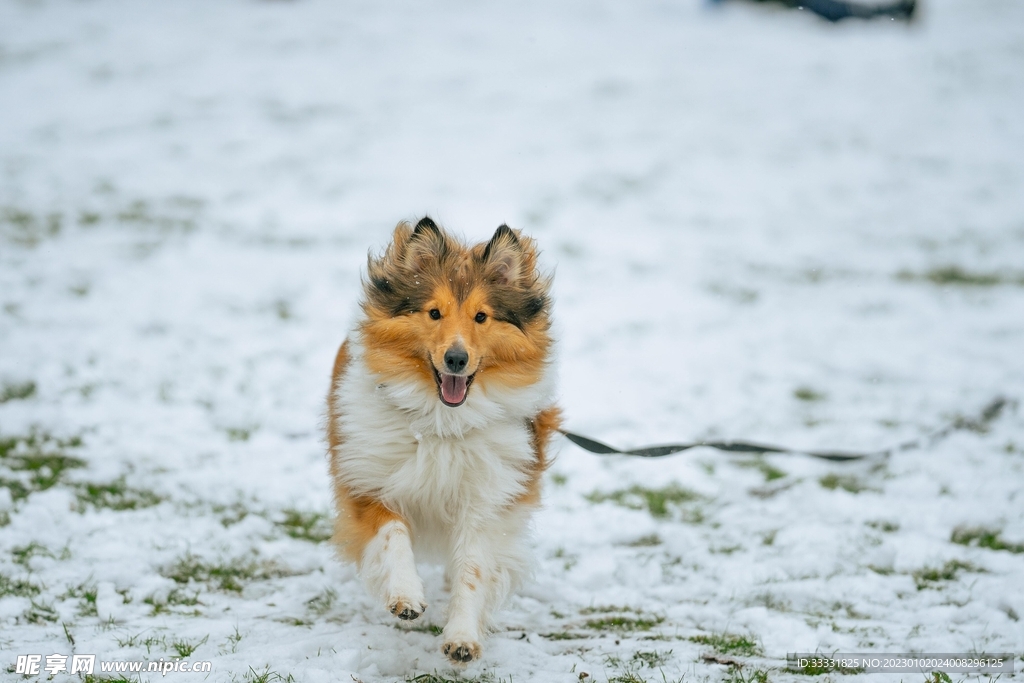 边境牧羊犬