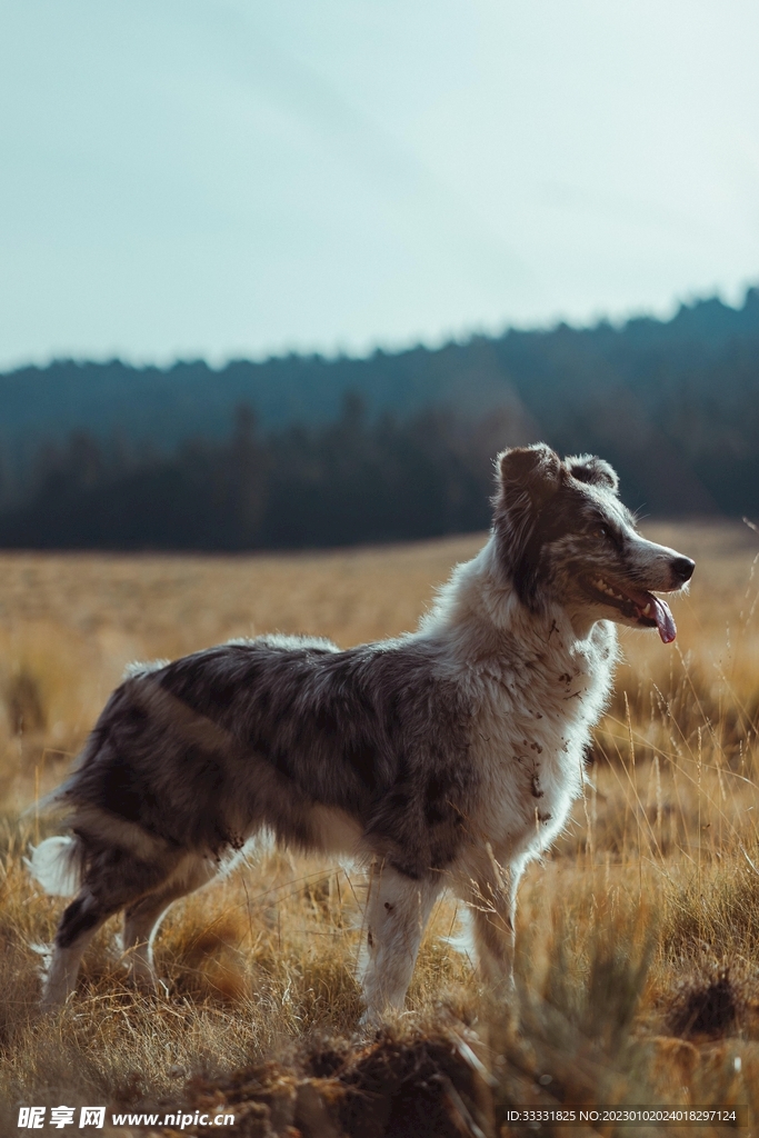 边境牧羊犬