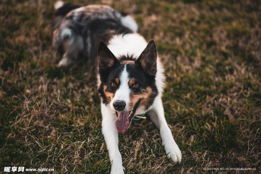 边境牧羊犬