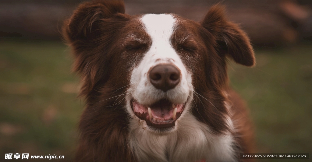 边境牧羊犬
