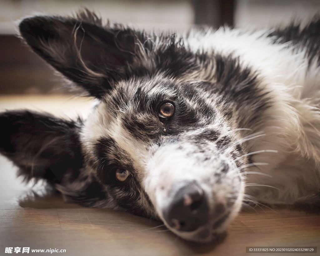 边境牧羊犬
