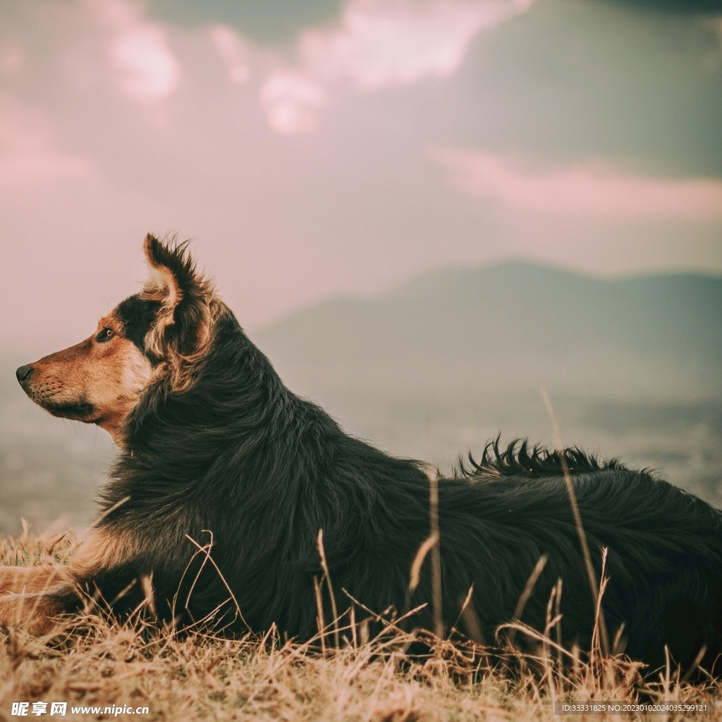 边境牧羊犬
