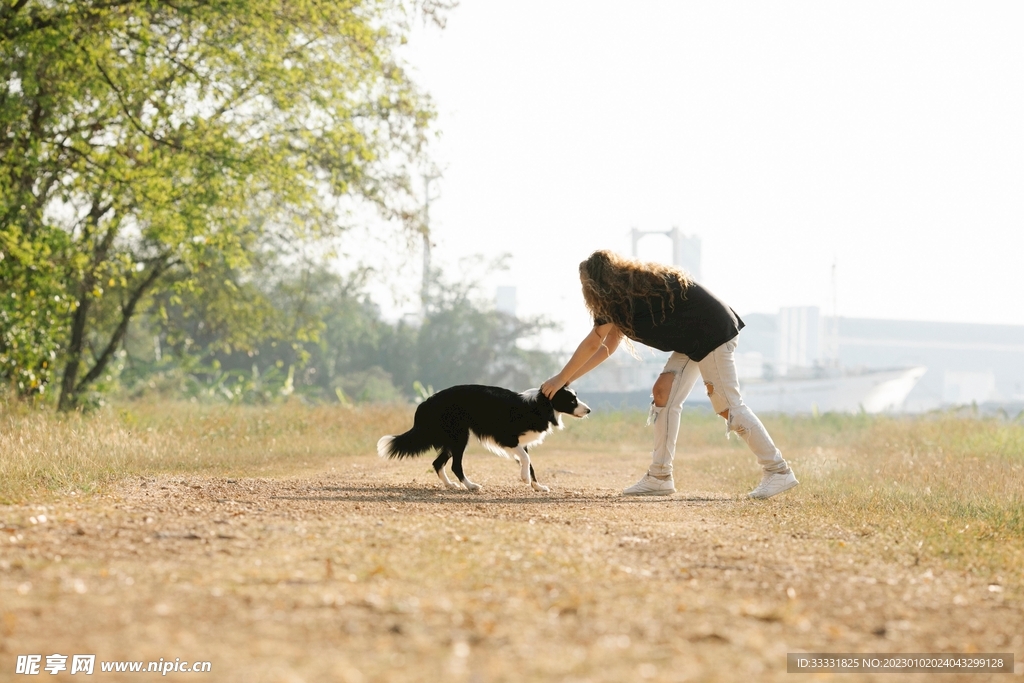 边境牧羊犬