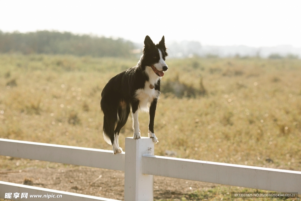 边境牧羊犬