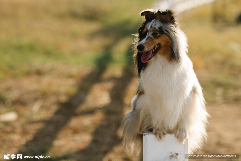 边境牧羊犬