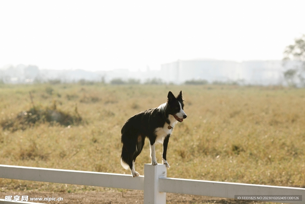 边境牧羊犬