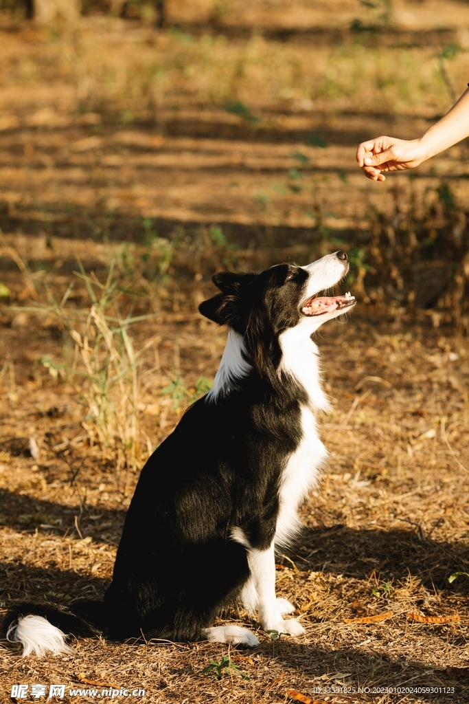 边境牧羊犬