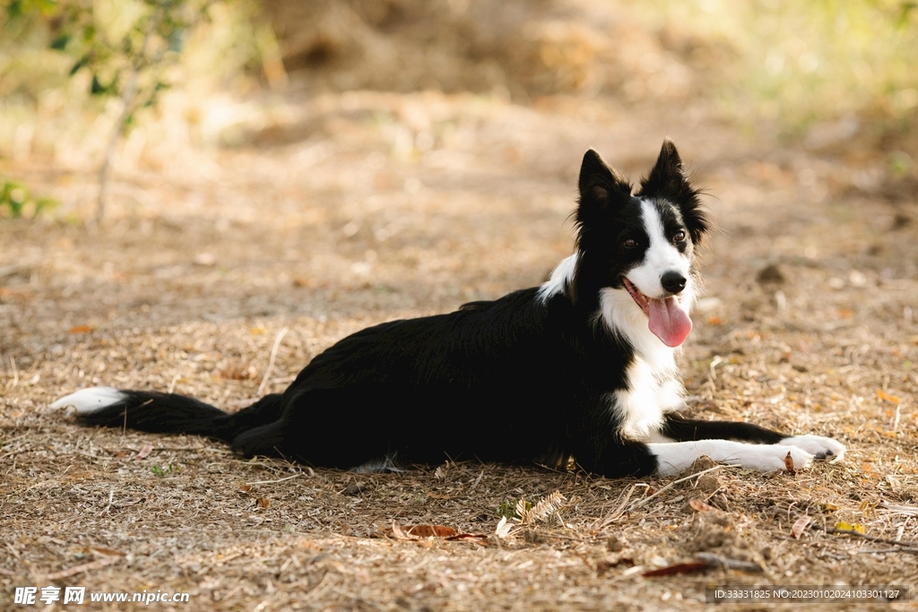 边境牧羊犬